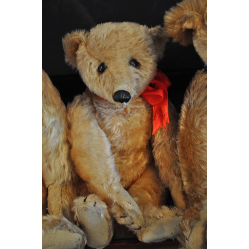 z(1904) Steiff PAB28 Bearle. Blank Button. The Jena Pang Collection