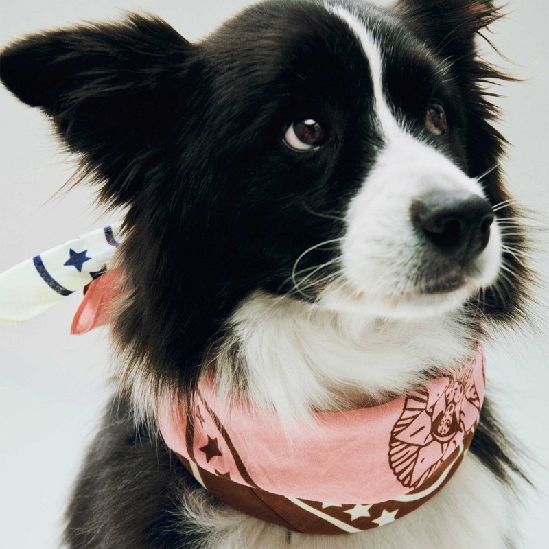Dog Scarf|Off White with Blue|Pink|Brown