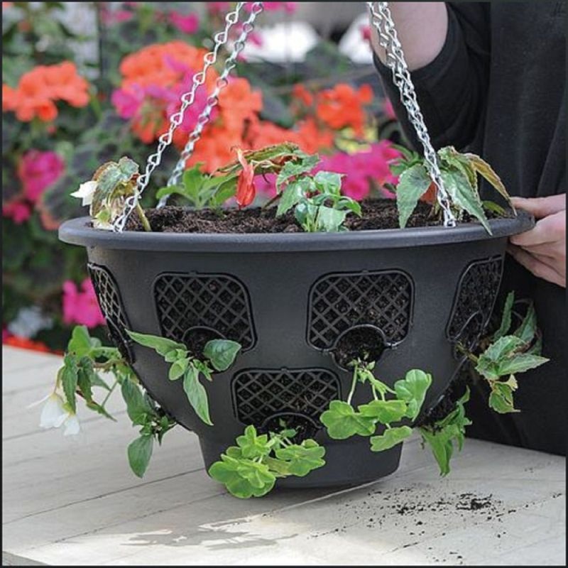 14 Easy Bloom Hanging Basket
