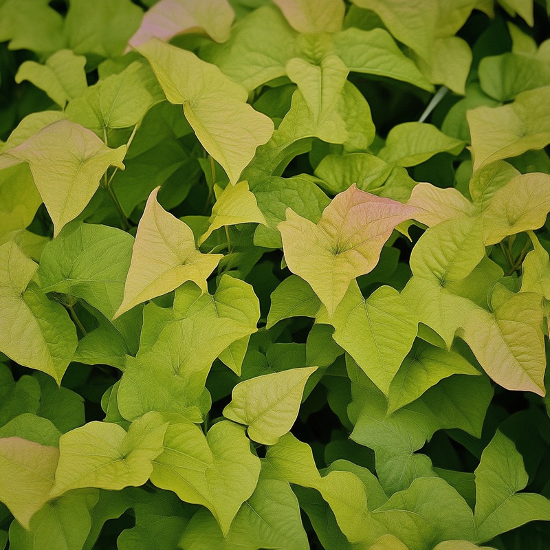 Ipomoea Solar Tower Lime