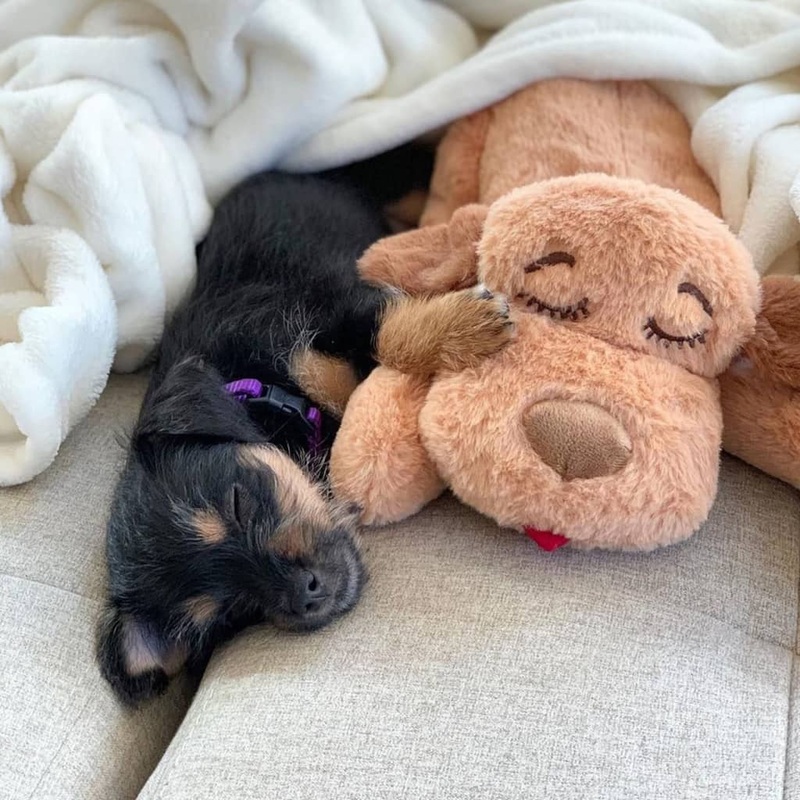 Snuggle Puppy Heartbeat Stuffed Dog Toy Biscuit Brown